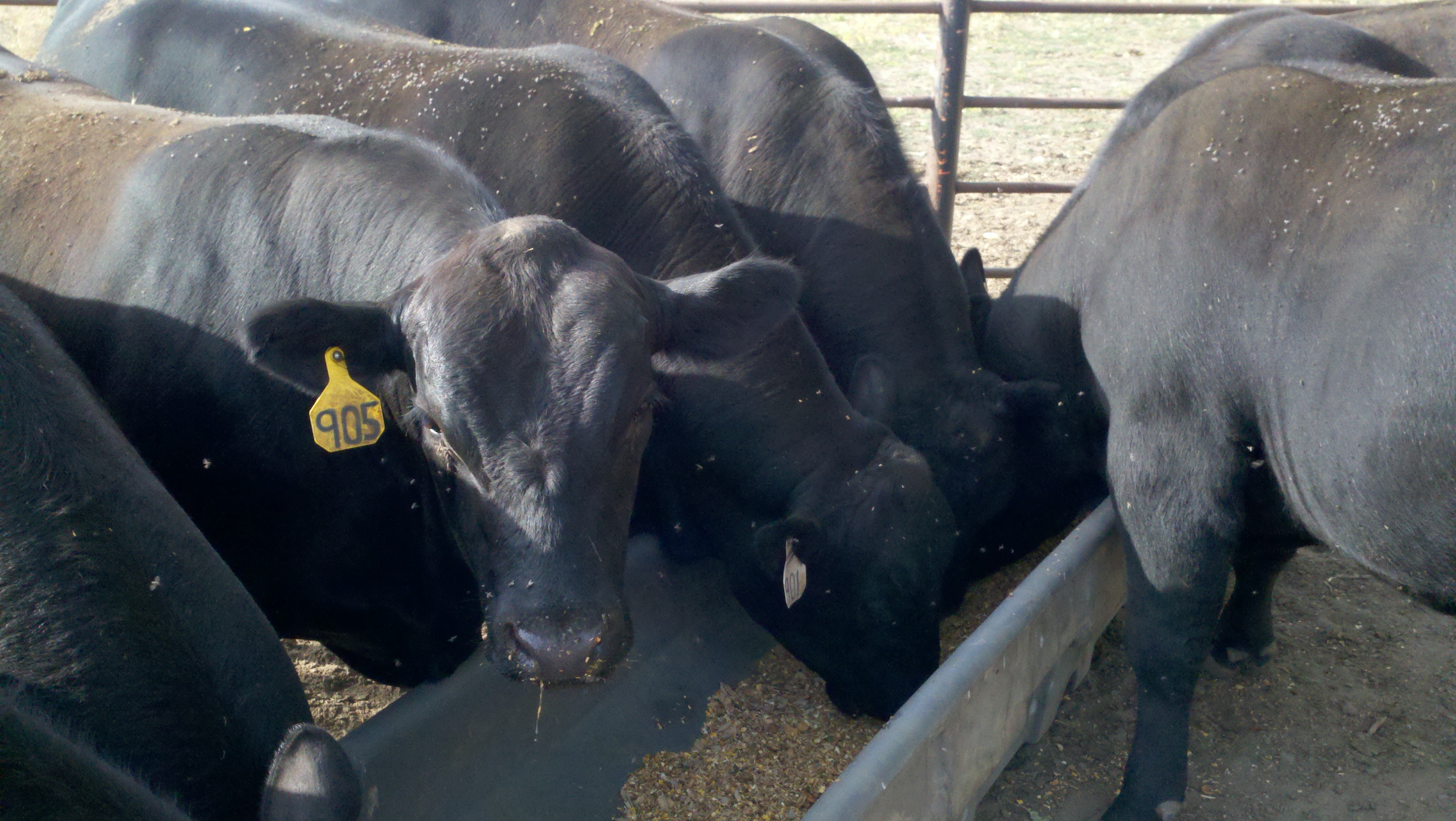 2010 Angus Sale Bulls 