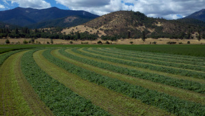 Fresh Cut 2nd Cutting Alfalfa