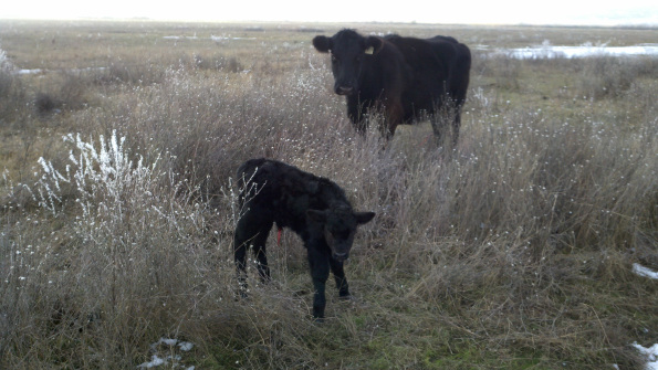 First Calf of 2011