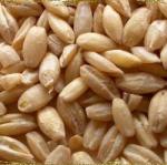 Barley 