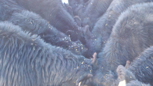 Bull Calves For 2011 Sales