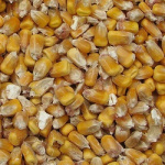 Corn