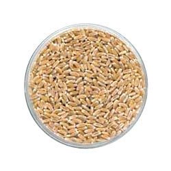 Indian Wheat