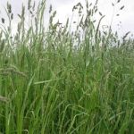 Orchard Grass