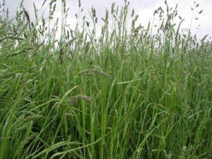 Orchard Grass Pasture