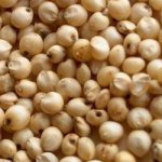 Grain Sorghum