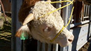 2011-02-12_10-46-36_34 Halter Used Hold Head