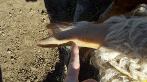 2011-02-12_10-46-47_774 The Horn Growth Mark