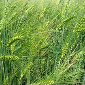 Barley, Annual