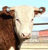 Bull With Weights Hereford Bull With Horn Weights