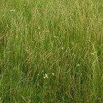Fescue, Nonlegume