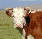Hereford Cow Horns uneven Cow With Uneven Horns