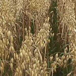 Oats, Winter
