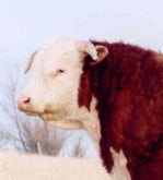 Older Hereford Bull Horns Correct Aged Bull With Tipped Horns