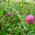 Red Clover, Legume