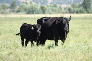 Spring 10 Bull Pair