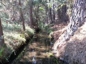 The head of our ditch provides prime salmon rearing habitat.